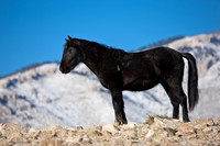 Wyoming_20080104_0B2D7712