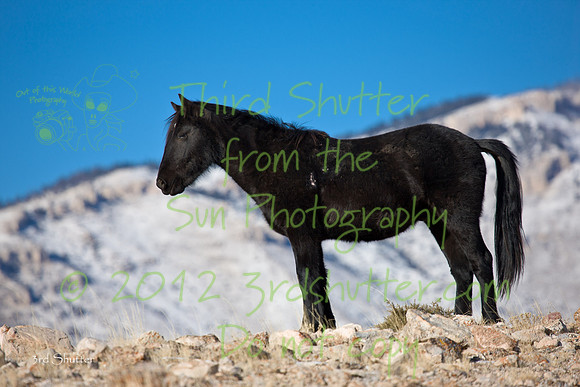 Wyoming_20080104_0B2D7712