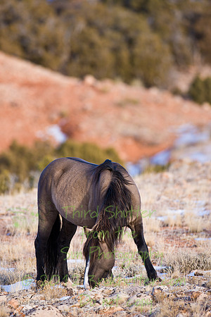 Wyoming_20080104_0B2D8007