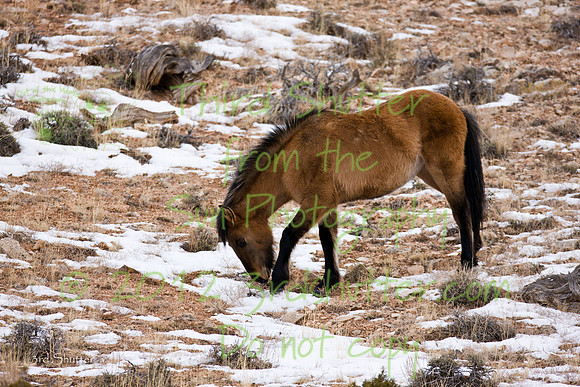 Wyoming_20080104_0B2D8146