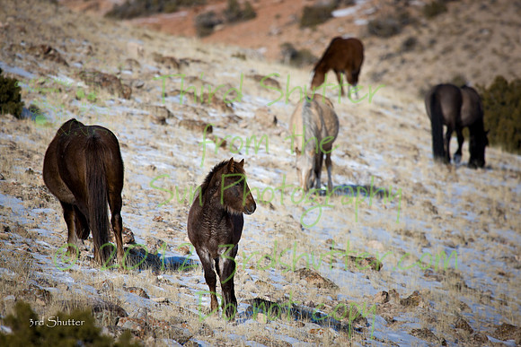 Wyoming_20080104_0B2D7729