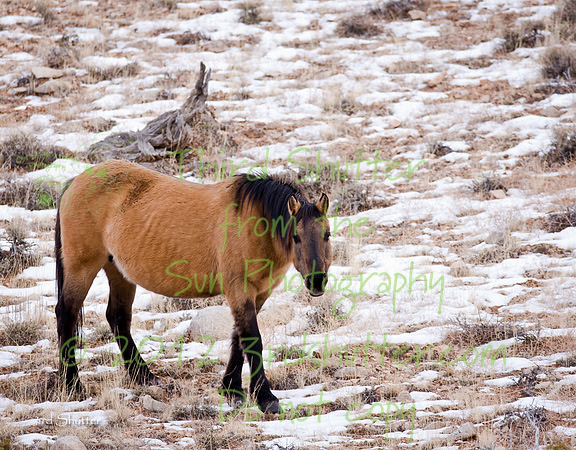 Wyoming_20080104_0B2D8081