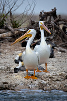 Florida Wildlife - 2009