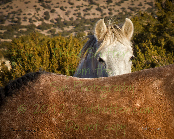 IMG_6419-Edit-Edit-Edit