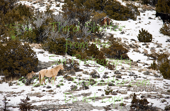 Wyoming_20080105_0B2D8241-Edit