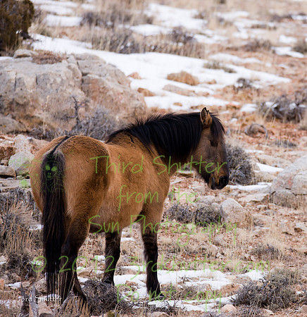 Wyoming_20080104_0B2D8157