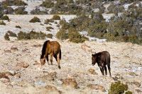 Wyoming_20080104__Y1I7556