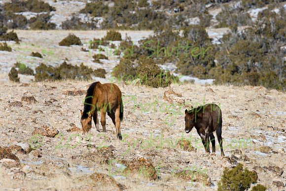 Wyoming_20080104__Y1I7556