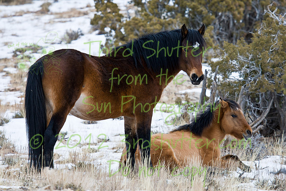 Wyoming_20080104__Y1I7744