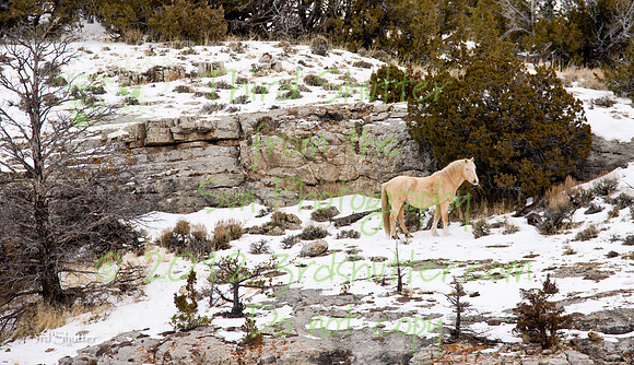 Wyoming_20080105_0B2D8239