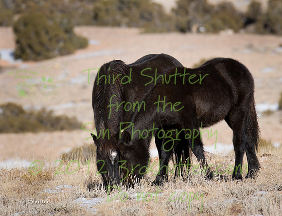 Wyoming_20080104_0B2D7824