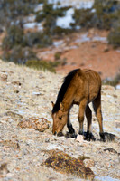 Wyoming_20080104__Y1I7564