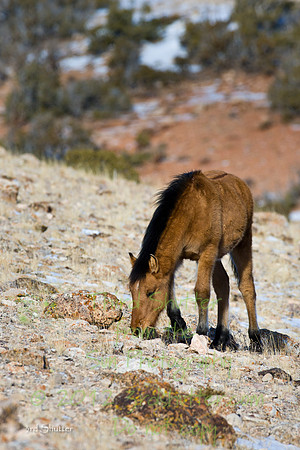 Wyoming_20080104__Y1I7564