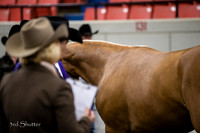 Halter - AQHA Amtr Yearling Stallions