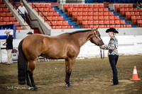 Halter - AQHA Amtr Showmanship