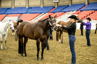 Halter - AQHA Amtr Grand & Reserve Geldings