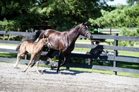 A18I2485