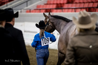 Halter - AQHA Amtr Aged Mares