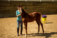 Foal 5th to go