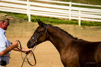 Foal 11th to go