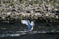 _MG_0096