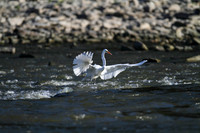 _MG_0097