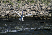 _MG_0090