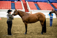 Halter - AQHA Grand & Reserve Mares