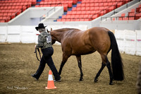 Halter - AQHA Performance Mares