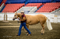 Halter - AQHA 3 yr old Mares