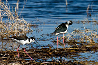 Roswell_Y1I9676