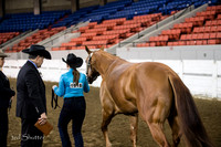 Halter - AQHA Youth Geldings