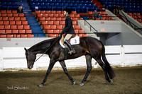 Hunter - AQHA Youth (14-18)