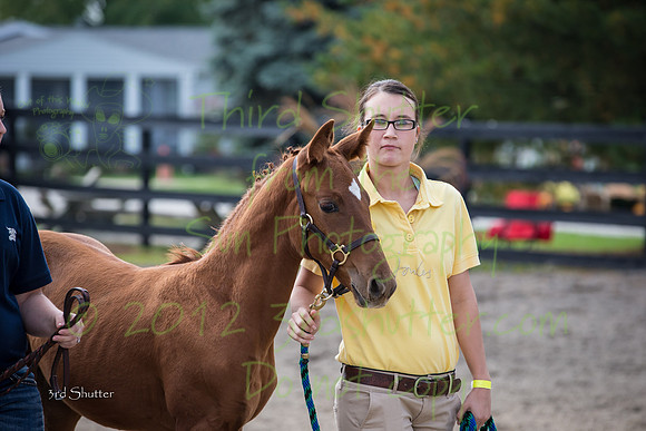 F43Q1981