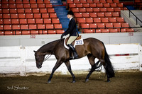 Hunter - AQHA Amateur