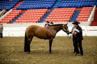 Halter - AQHA Grand & Reserve Amtr Mare