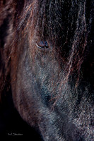 The Farm_0B2D9861