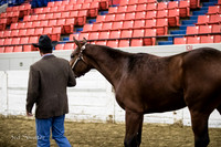 Halter - AQHA Yearling Stallions