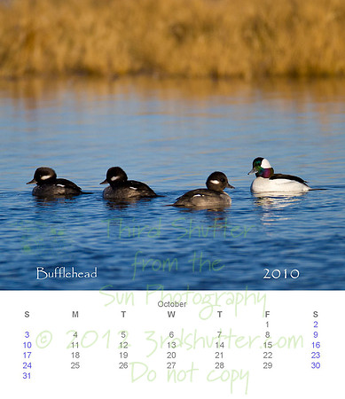 2010 Calendar_11