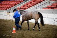 Halter - AQHA Aged Mares