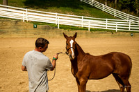 Foal 13th to go