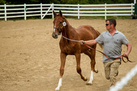 Foal 15th to go