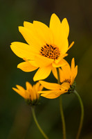 _B2D2600-Edit