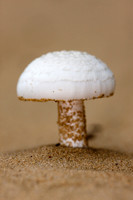 _B2D2579