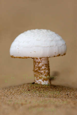 _B2D2579