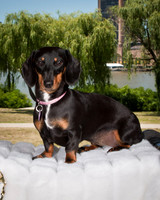 Macey Mae