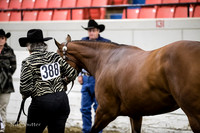 Halter - AQHA Amtr Performance Mares