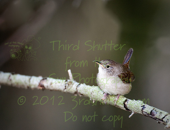_Y1I8156-Edit