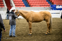 Halter - AQHA Amtr Aged Stallions