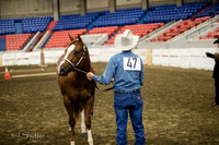 Halter - AQHA 2 yr old Mares
